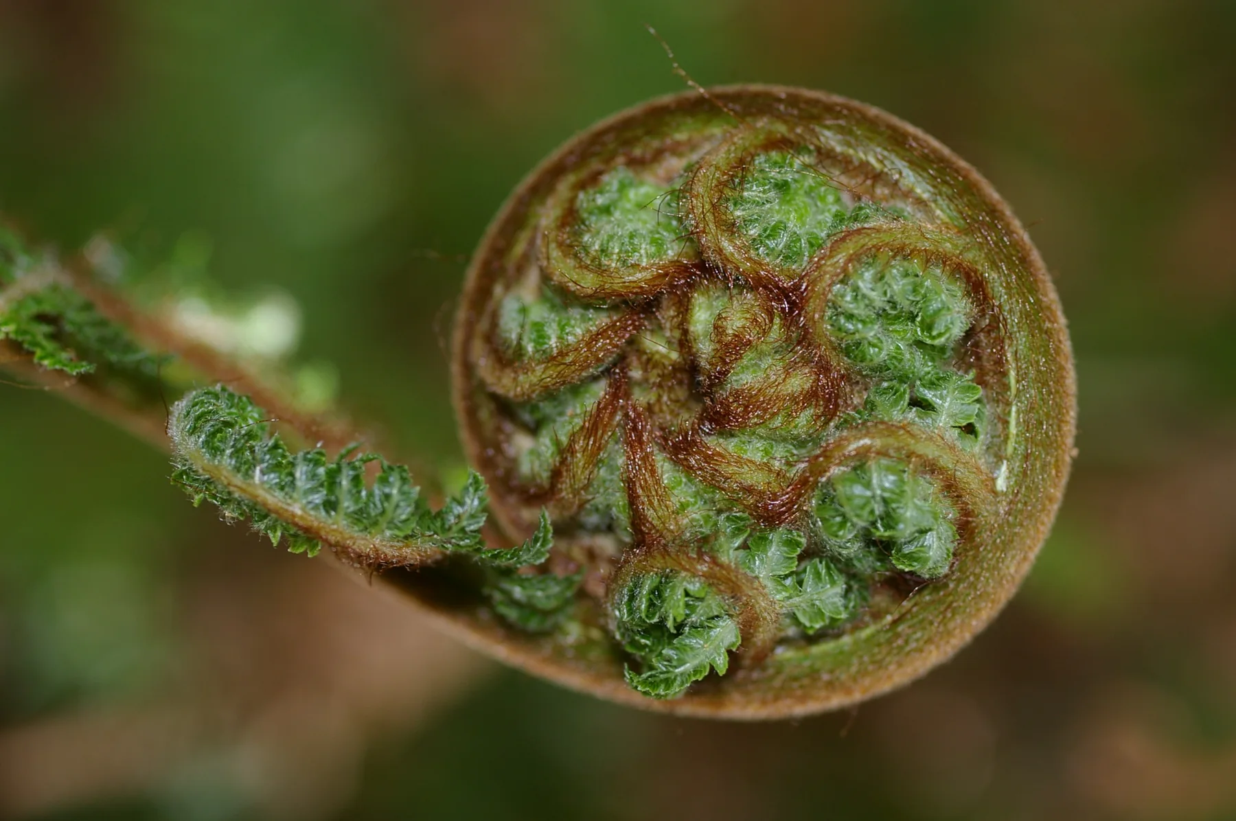 Sich entrollender Farnwedel in Koru-Form